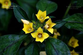 临时救、“救命粮”、大救驾，农民俗称的这些植物，都有什么用