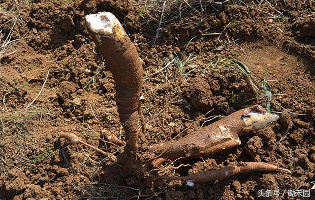 这种8月份最“稀罕”野味，外国人不吃，国内却找代购还不一定有