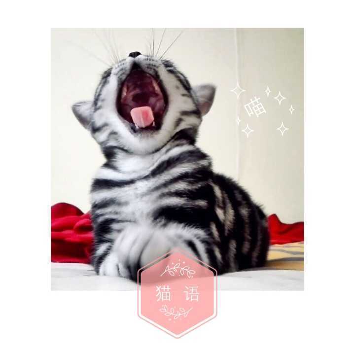 养一只猫家里好臭怎么办,养一岁猫该怎么清理粪便