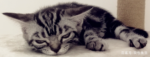 养一只猫家里好臭怎么办,养一岁猫该怎么清理粪便