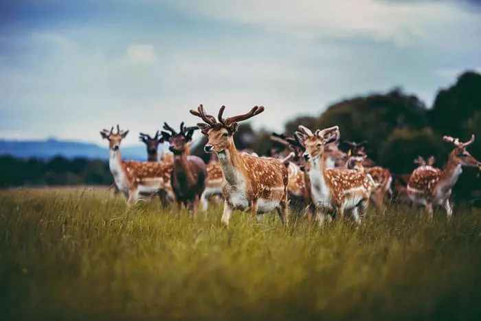 爱ta就带ta去三亚,绿野仙踪三叶草