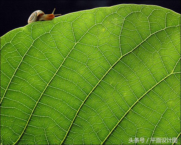 运用大小对比法“一招出牛片”