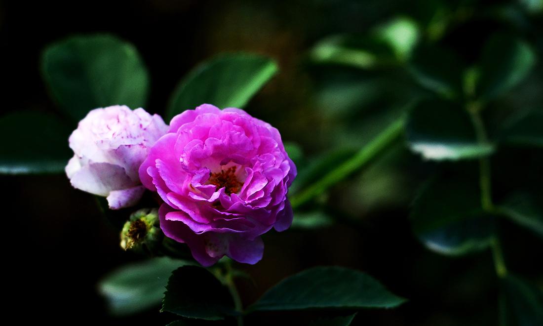 鑺辫澶у叏涓冨閫佽姳鏀荤暐,瑙ｅ咖鎯呰瘽