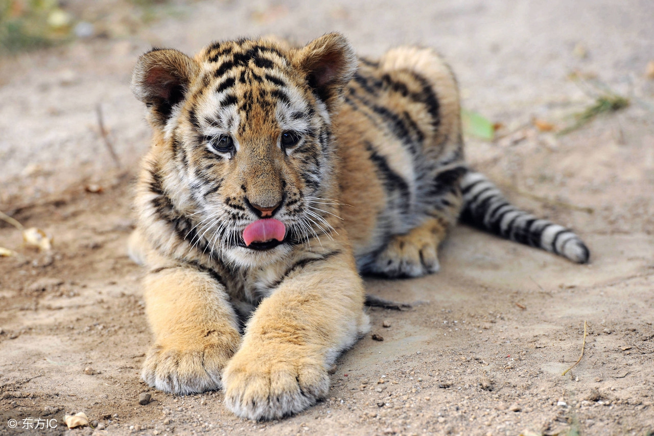 十二属相婚配表鸡,十二属相婚配顺口溜