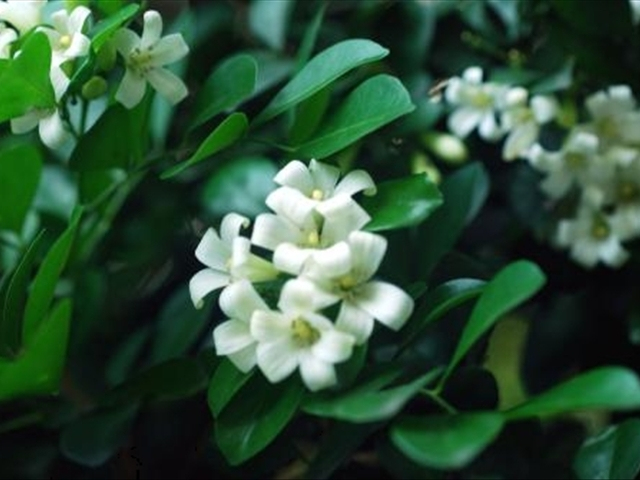 米兰花病虫害防治技巧和方法,如何把米兰花养好