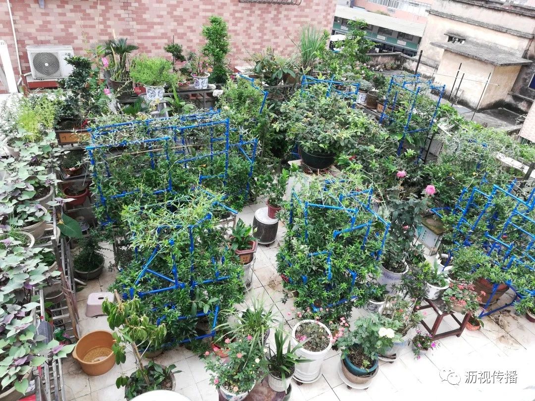 最美庭院评选,寻找最漂亮的花园小院