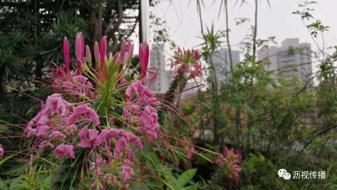 最美庭院评选,寻找最漂亮的花园小院