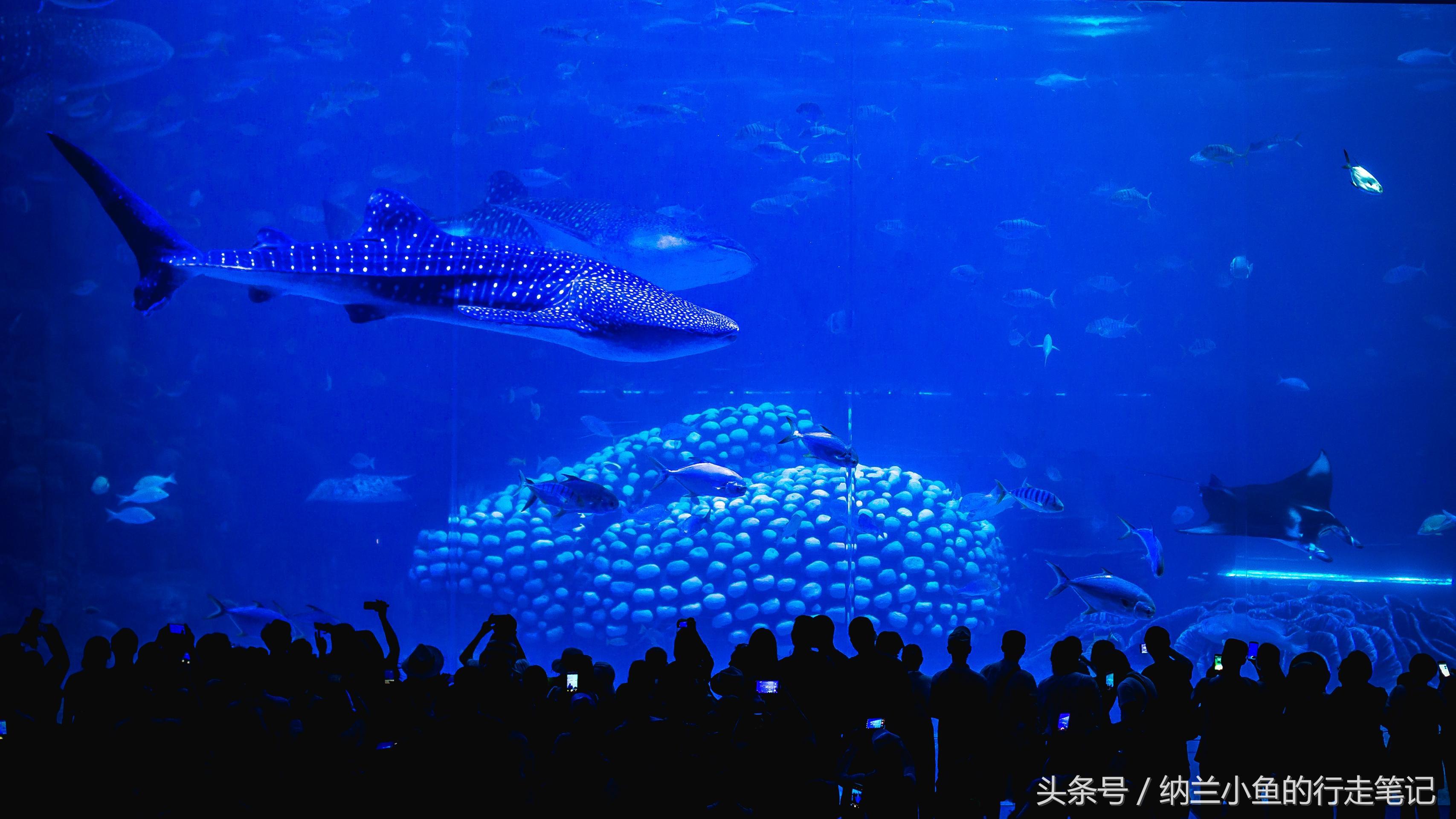 珠海长隆海洋王国带你体验,体验珠海长隆海洋王国