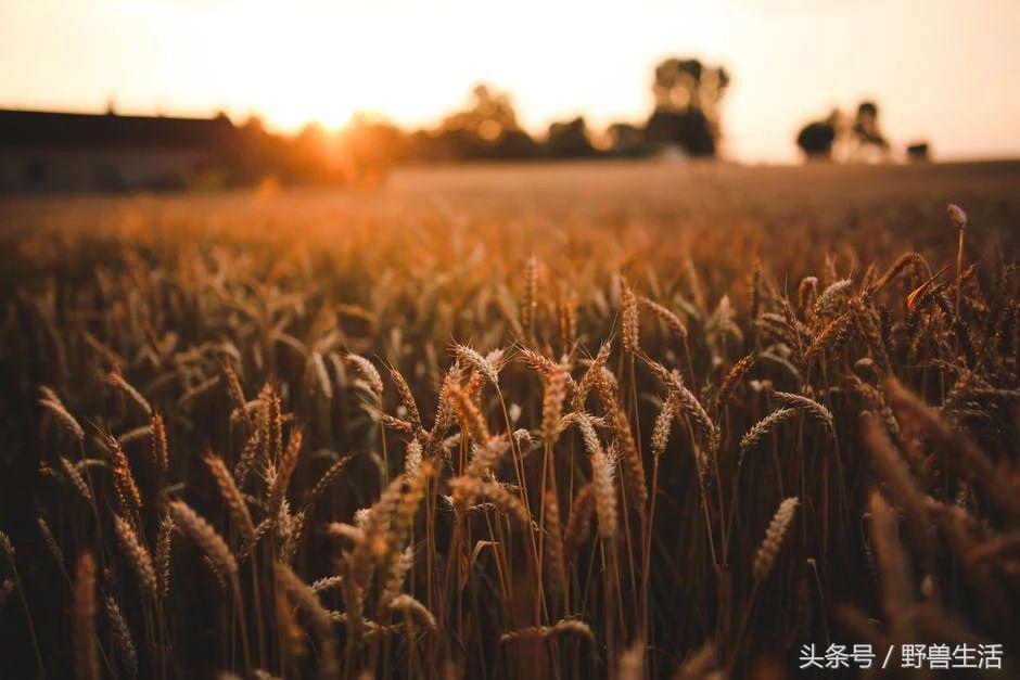 大脑退化不一定会脑萎缩,大脑贫血会有什么状况