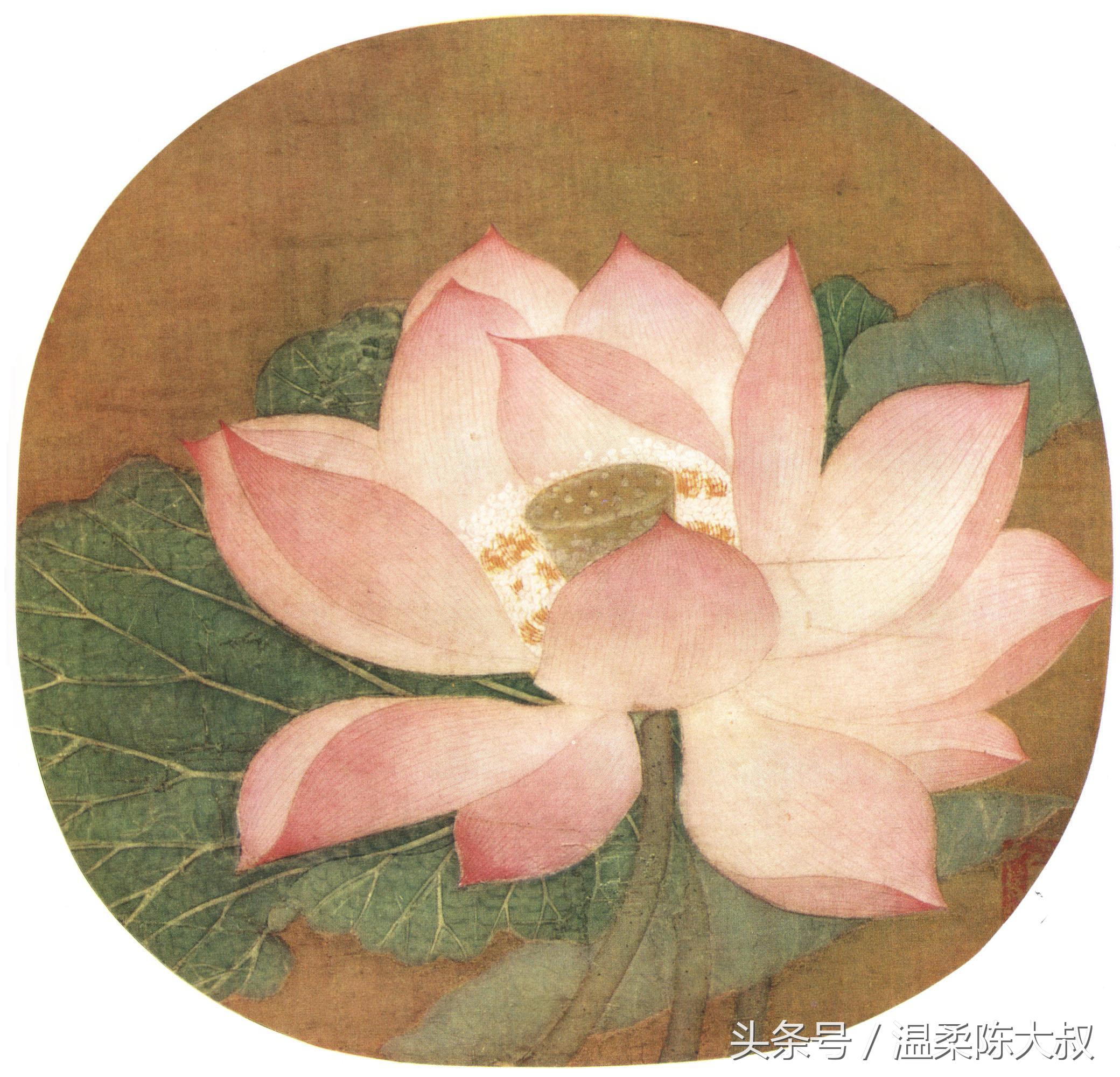 宋画出水芙蓉工笔画作画步骤,出水芙蓉图片大全大图工笔花鸟画