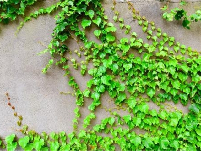 爬山虎该如何进行养殖？养殖爬山虎的注意事项