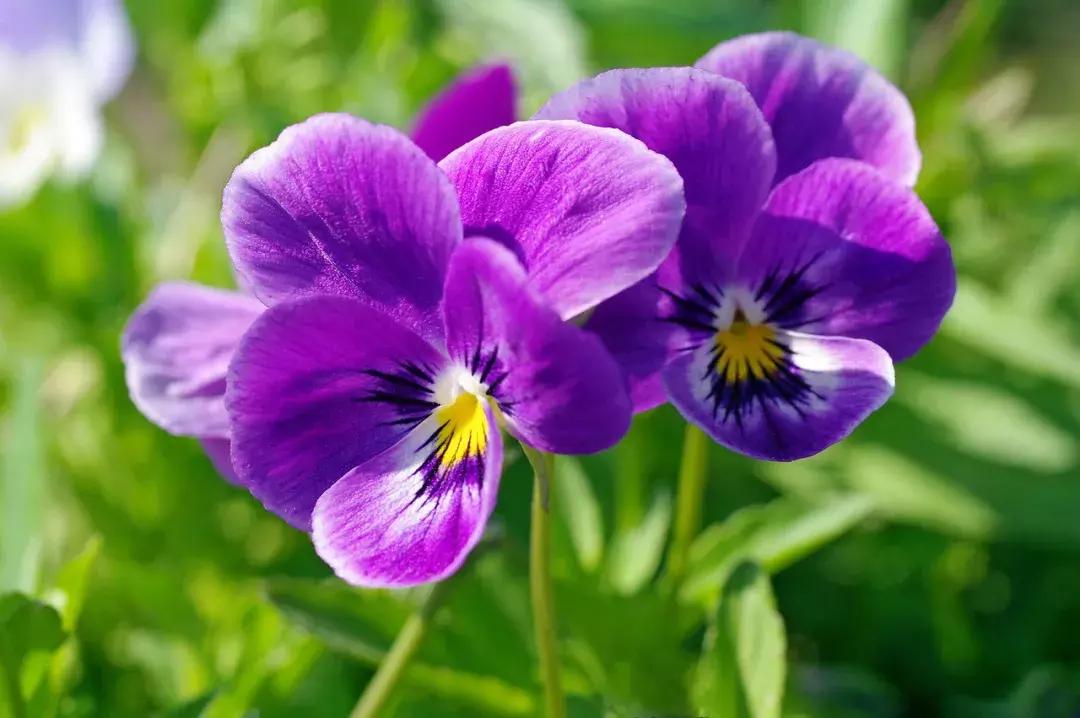 经典花卉品种推荐,现在最适合养的花卉品种