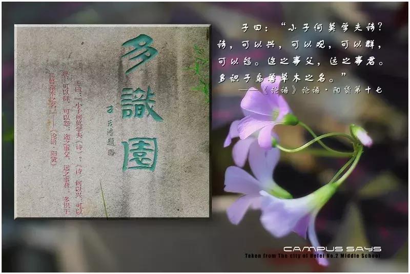 再见合肥师范完整视频,合肥二中校园