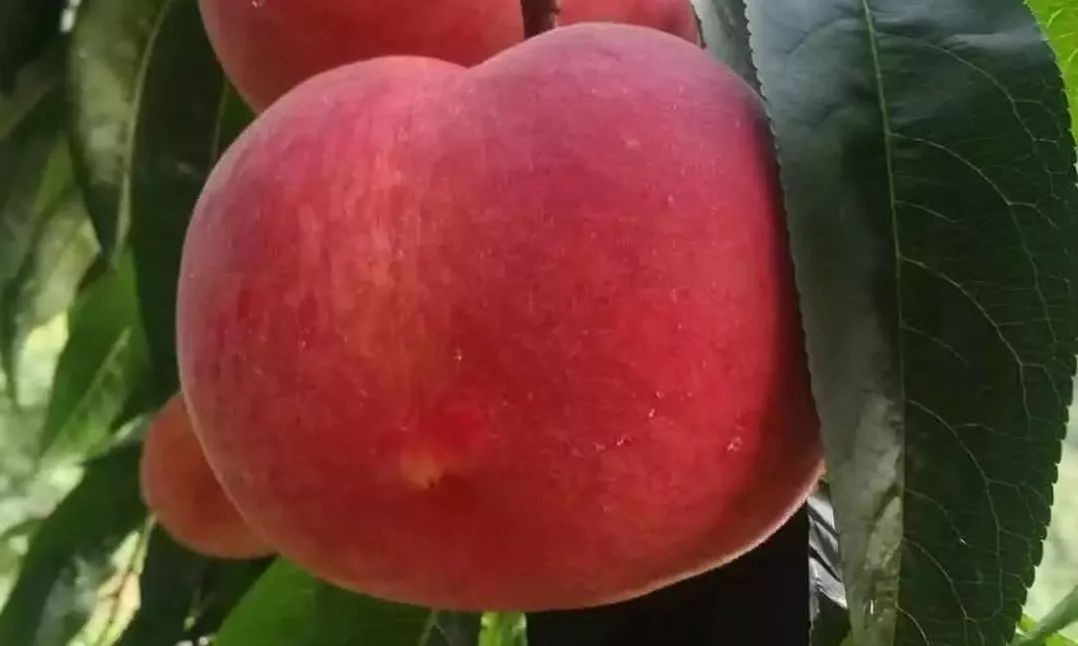 黄桃品种大全黄金黄桃,斑点脆油桃