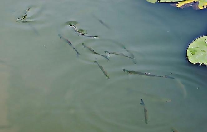 水族中的运动健将——窜条