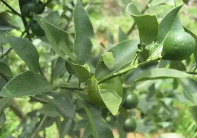 柑橘潜叶蛾吡虫啉,柑橘吸果夜蛾怎么防治