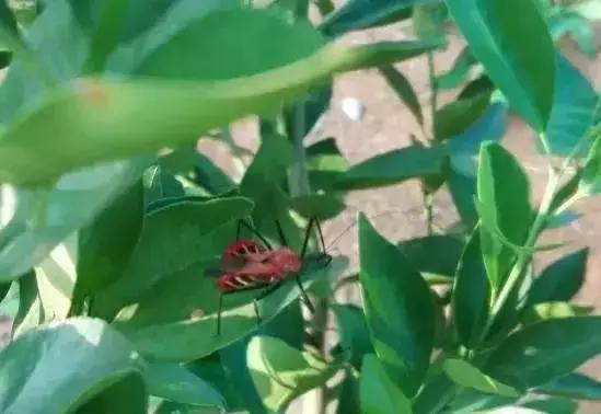 柑橘潜叶蛾吡虫啉,柑橘吸果夜蛾怎么防治