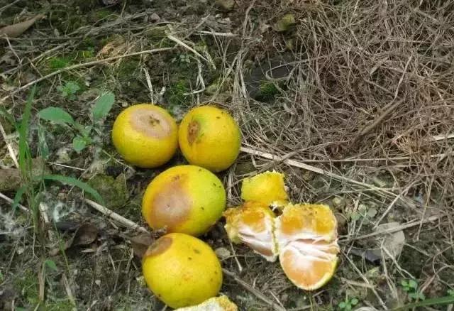 柑橘潜叶蛾吡虫啉,柑橘吸果夜蛾怎么防治