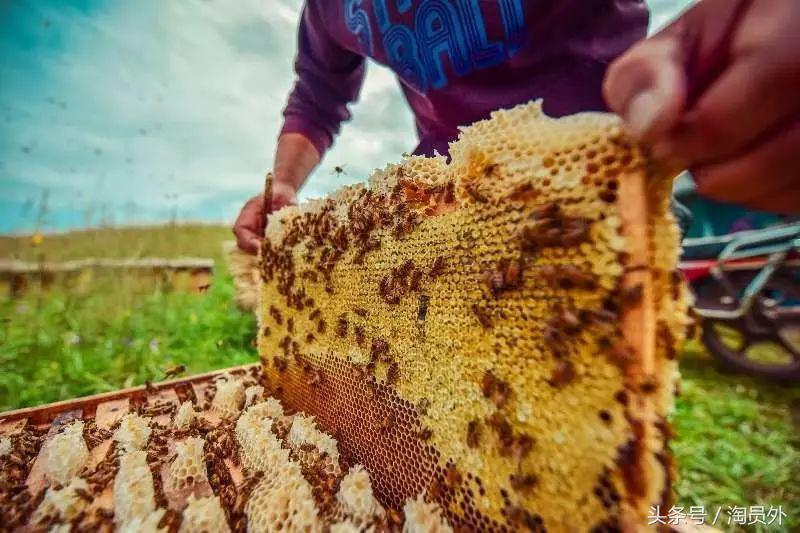 与我们此生的甜蜜如初:库什台野*党**参花蜂蜜