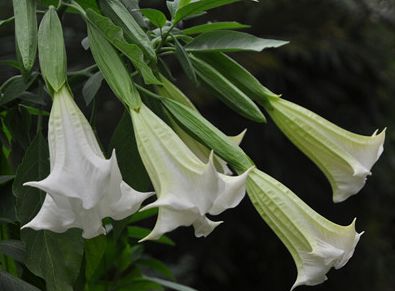 一盘“秋葵”下肚，济南一男子失去意识！菜市场里的这些“毒菜”看清楚了，千万别买错了！