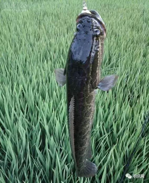 雷蛙抛投砸水面,雷蛙入水炸线