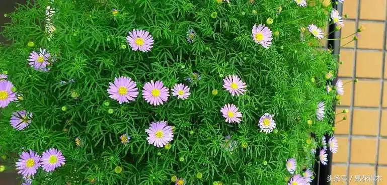 五色菊：撒下一粒籽，尽享五色花