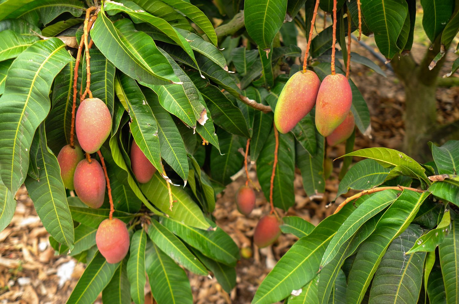 芒果之乡歌曲,芒果之乡的芒果品种