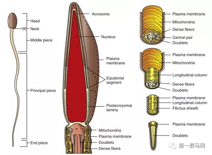 七夕到了单身狗报告,七夕快到了依然是单身狗