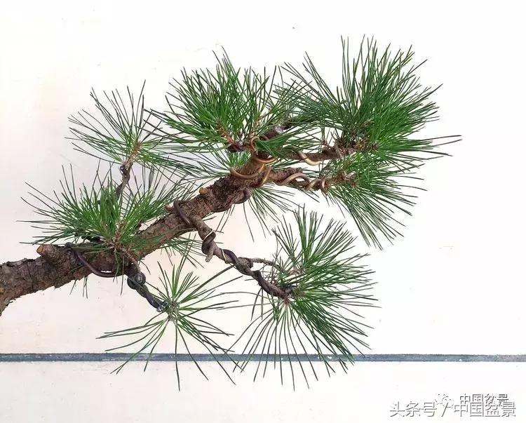 小林国雄黑松文人树盆景,黑松文人树盆景造型