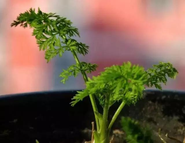 封闭小阳台种菜新手入门教程,家里小阳台种菜怎么种