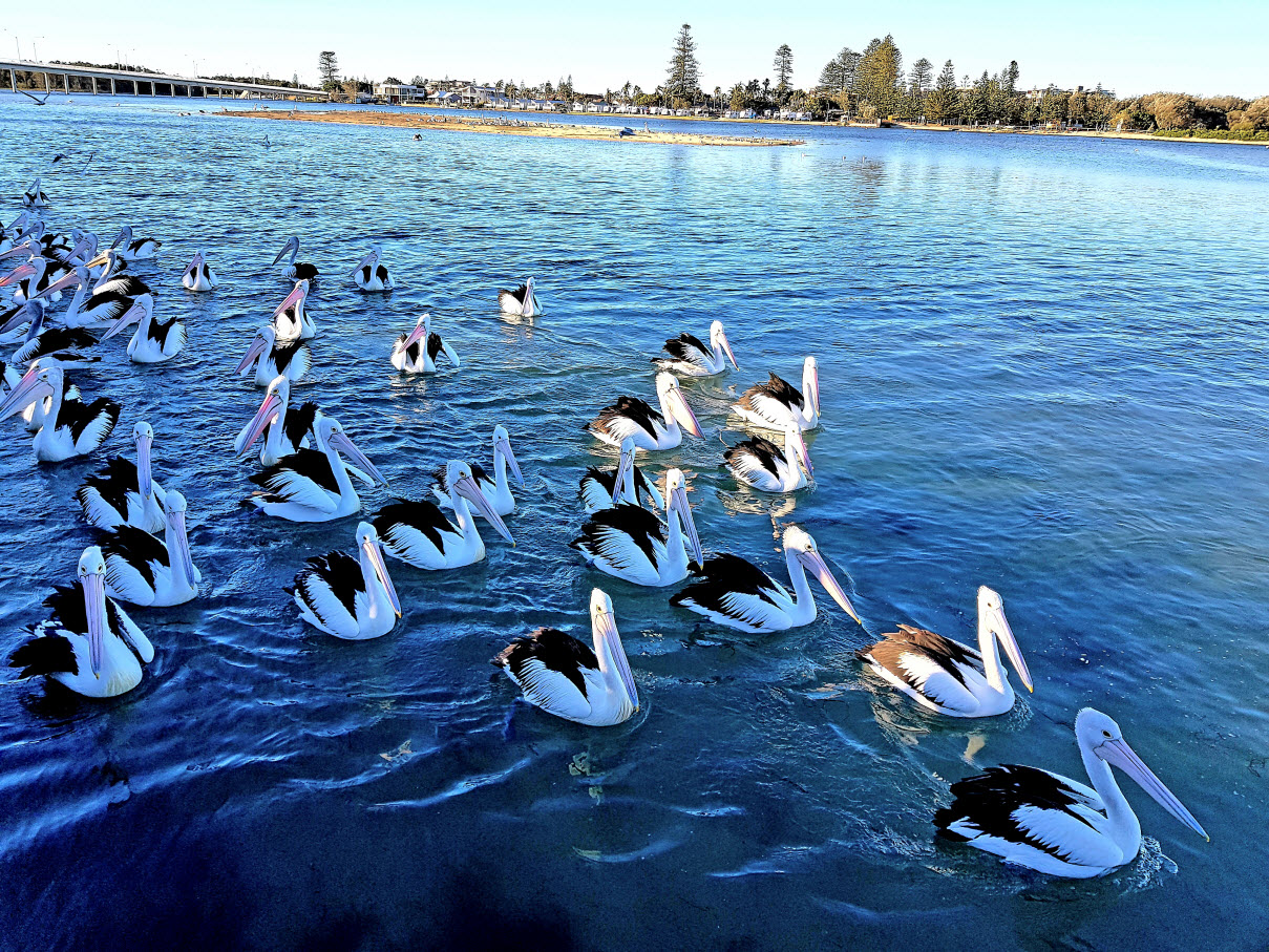 出走澳洲：到鹈鹕之都赏三面水景，观群鸟争食