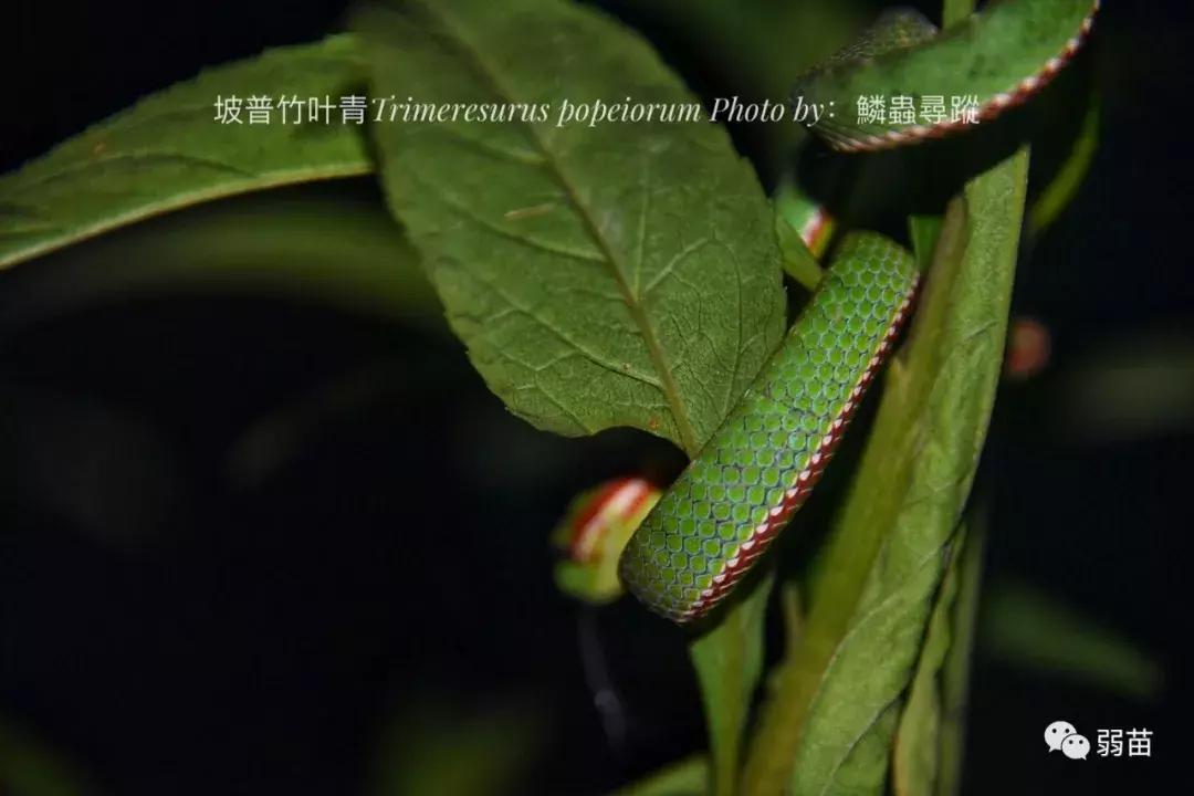 西双版纳四日博物之旅，都有哪些新发现