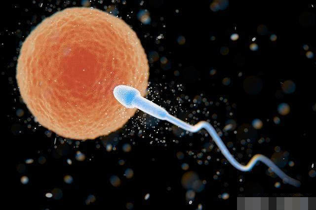 精子排出后就会活动吗,精子和卵子结合后能活多久