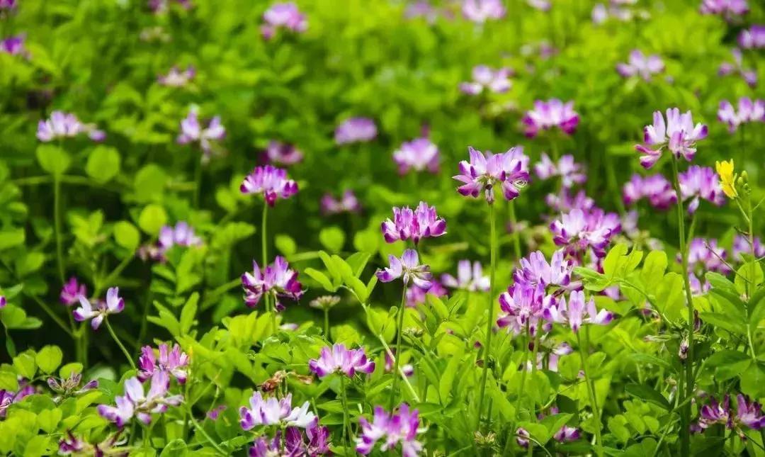 谁有林下种植艾草的经验,果园生草有秘诀