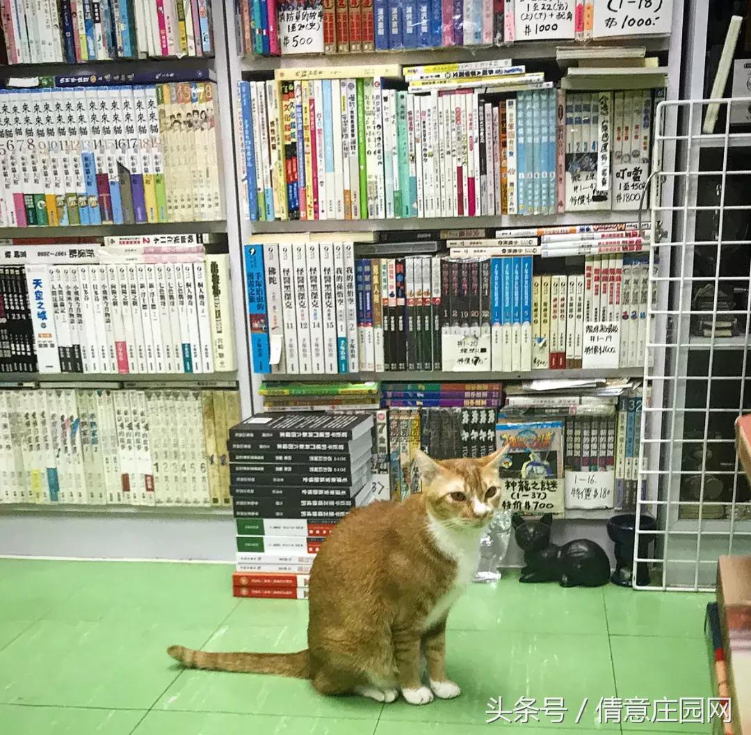 这是一家被喵星人占领的书店