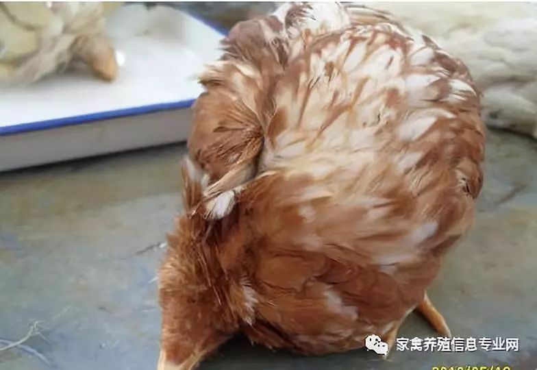 鸡腺肌胃炎最快治疗方法,鸡腺肌胃炎发生原因及防治措施