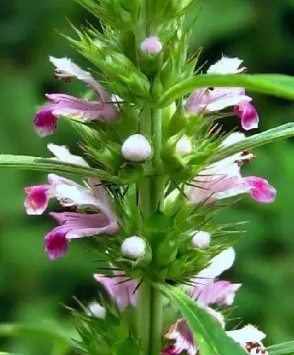 田间常见的野草大全可药用,四种野菜最好吃