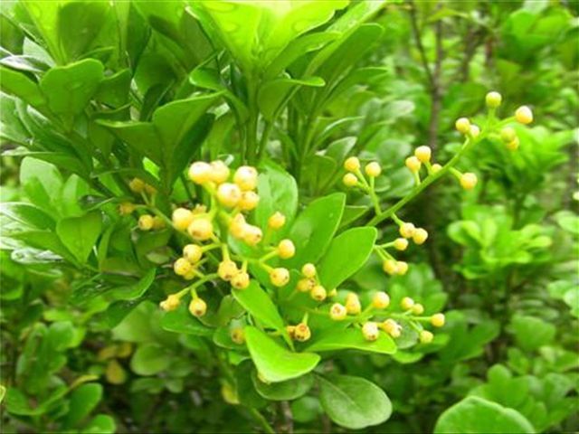 米兰花掉叶子的原因与解决方法,米兰花叶片发黄掉落怎么救