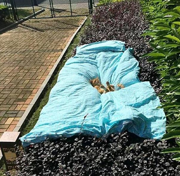 你吃太多，我背不动你咱家可是5楼，租吊车太贵