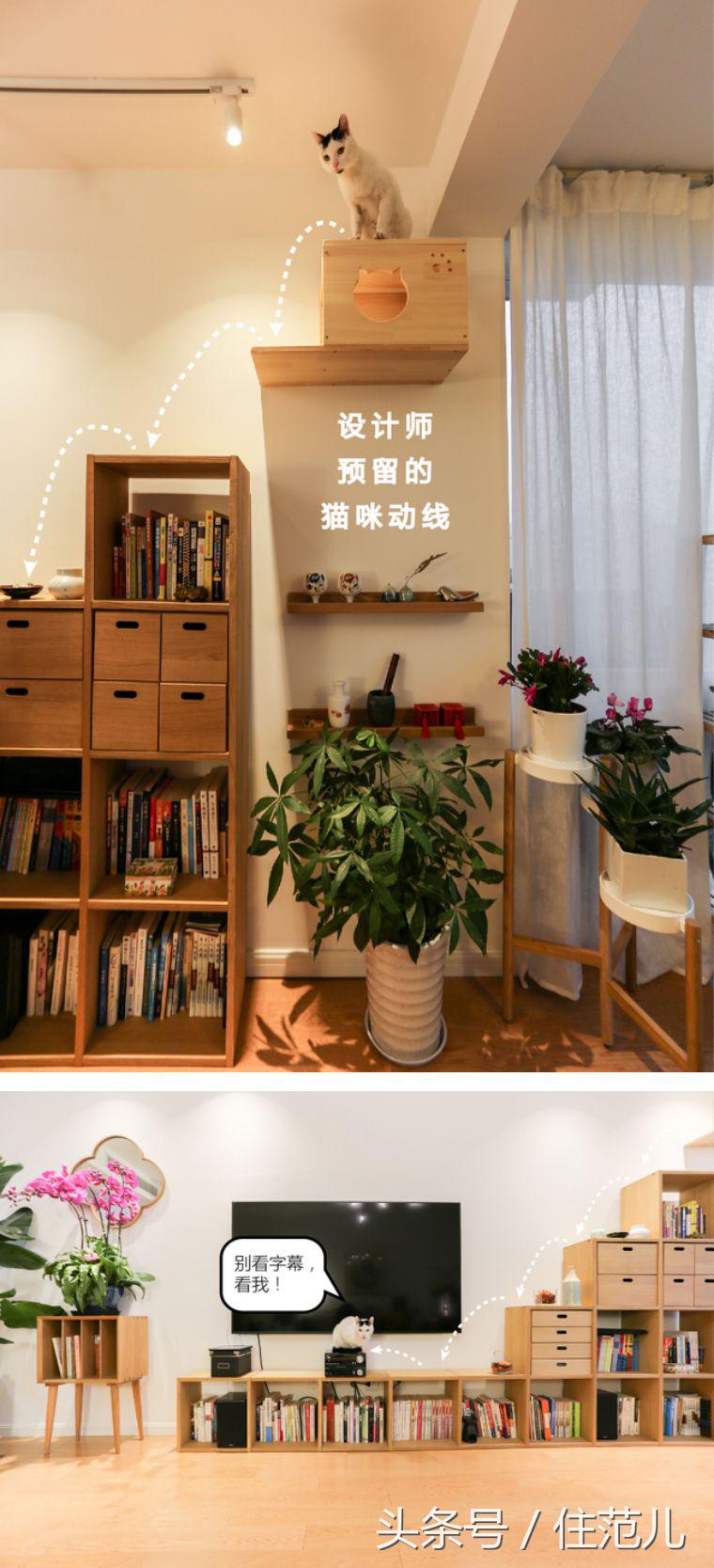 装修对猫咪的影响,怎么减少装修对猫的影响