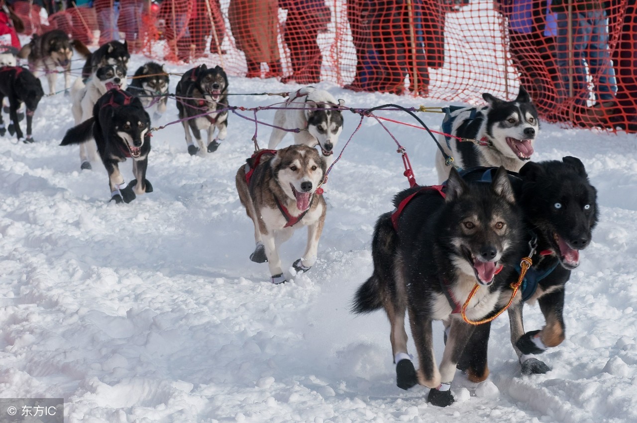 狗狗应聘岗位是什么,狗狗应聘工作