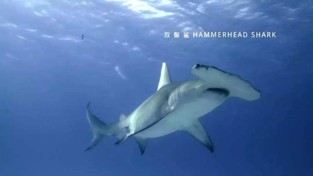 如果没有这部9.6，血腥猎奇的电影还要骗我们多久？