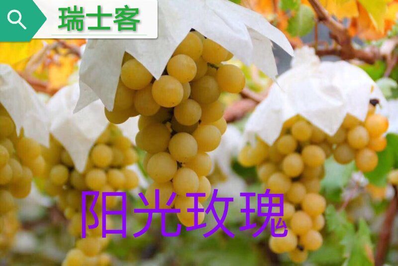 巨峰葡萄最新早熟品种,最适合巨峰葡萄最新种植技术