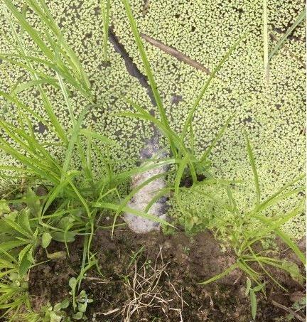 捉黄鳝的小妙招,捉黄鳝有技巧别把蛇洞当成黄鳝洞