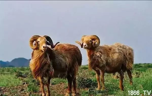 世界最好的羊种排名,世界上最好的羊是哪个羊