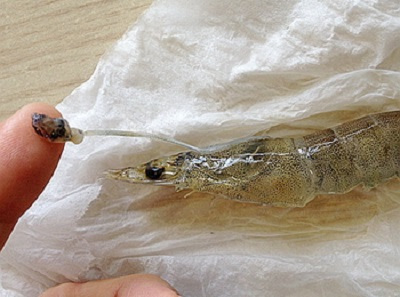 冷冻虾刺破手指怎么处理,海虾被刺破了怎么处理