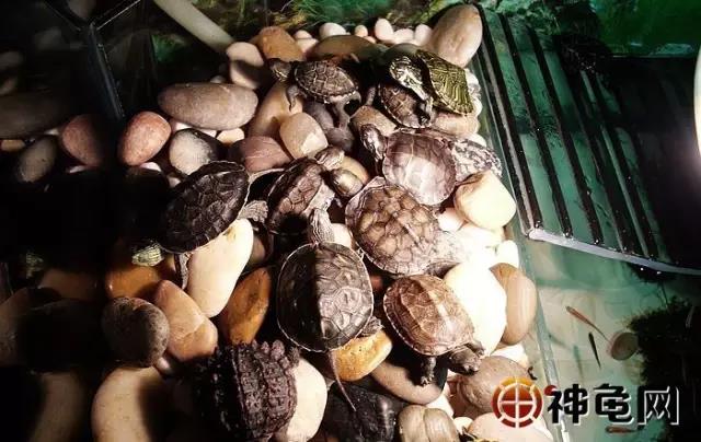养龟处罚,多年养龟都不知道的误区