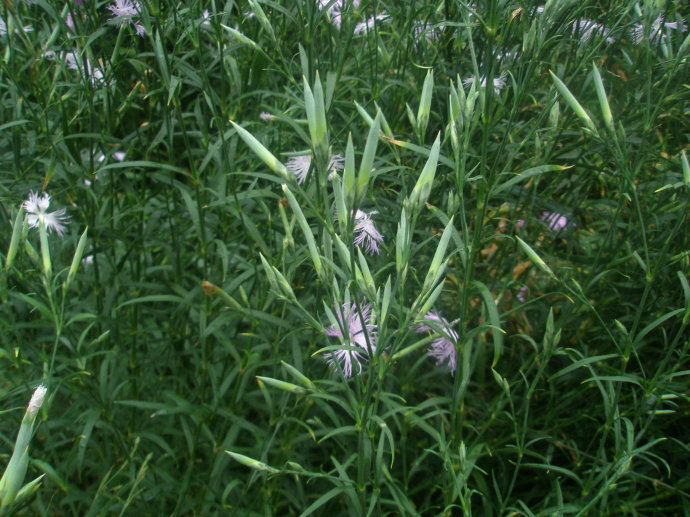 说文解字第263讲,说文解字第56课