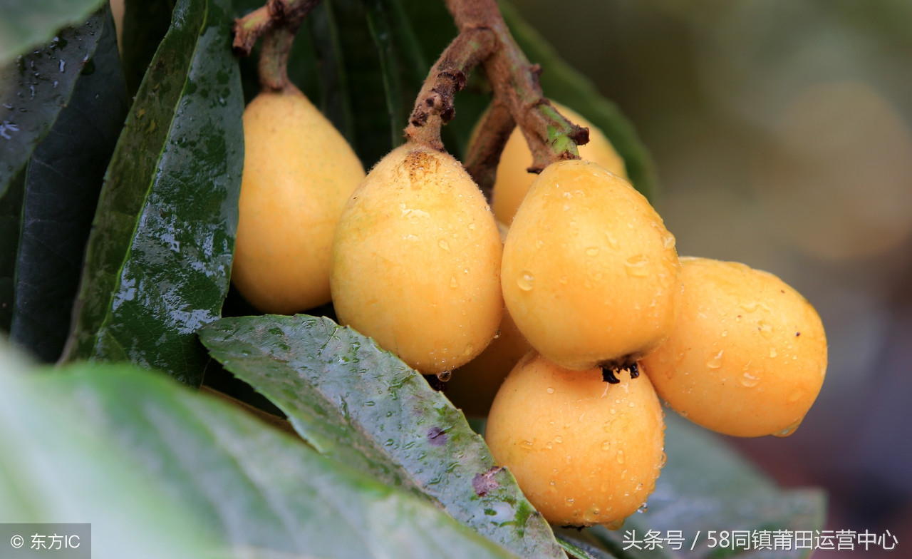莆田西天尾镇地图,莆田市荔城区西天尾镇