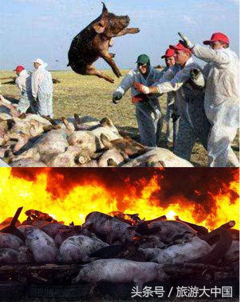 非洲猪瘟竟源于“地球伤疤”大裂谷：这儿一夫多妻，可怕少女割礼